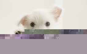 下一張
